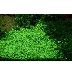 Tropica Glossostigma elatinoides 1-2-GROW x 3