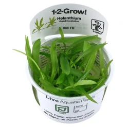 Tropica Helanthium Quadricostatus 1-2-GROW