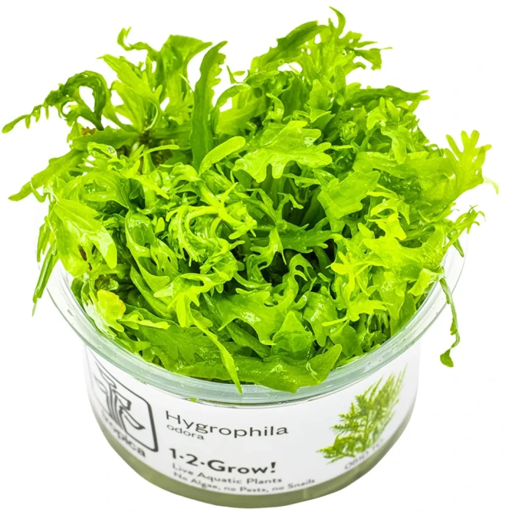 Tropica Hygrophila odora 1-2-Grow