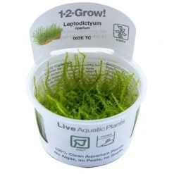 Tropica Leptodictyum riparium 1-2-Grow