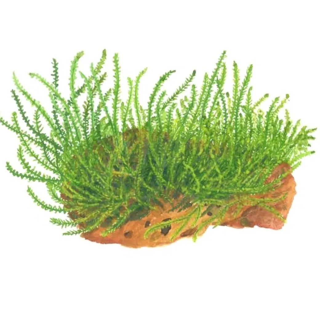 Tropica Leptodictyum riparium 1-2-Grow