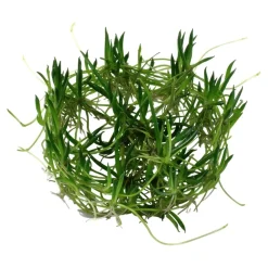 Tropica Littorella uniflora 1-2-GROW x 3