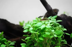 Tropica Lobelia cardinalis Mini 1-2-Grow