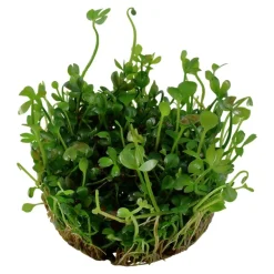 Tropica Marsilea hirsuta 1-2-GROW x 3