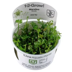 Tropica Marsilea hirsuta 1-2-GROW x 3