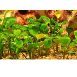 Tropica Marsilea hirsuta 1-2-GROW x 3