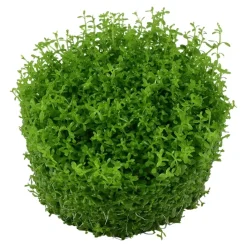 Tropica Micranthemum callitrichoides Cuba 1-2-GROW