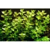 Tropica MiniPot Bacopa caroliniana