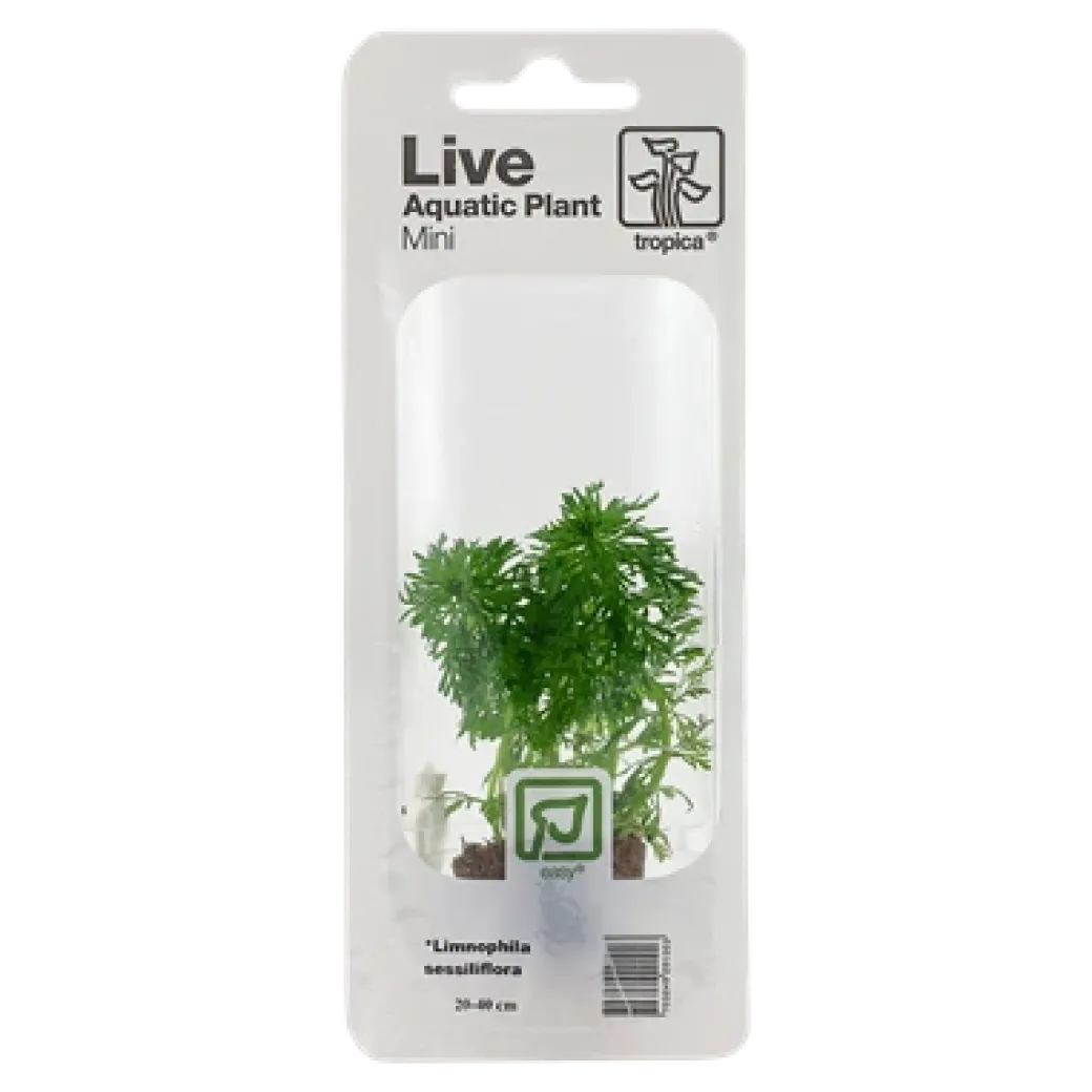 Tropica MiniPot Limnophila sessiliflora