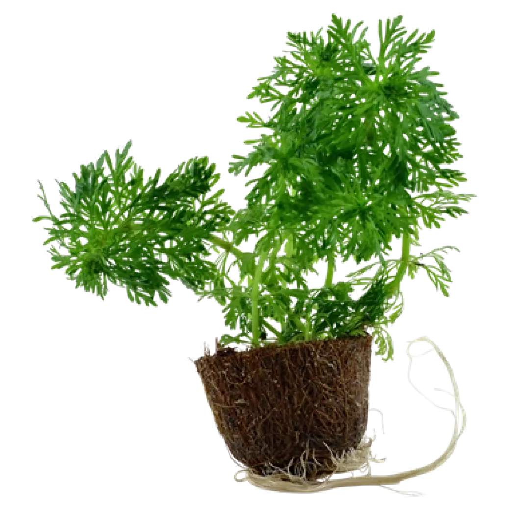 Tropica MiniPot Limnophila sessiliflora