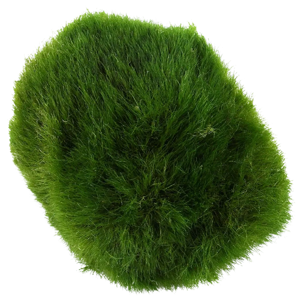 Tropica Moskugler (Aegagrophila linnaei)
