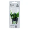 Tropica PCS Pot Anubias Barteri Nana x 3