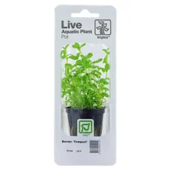 Tropica PCS Pot Bacopa Compact x 3