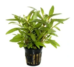 Tropica PCS Pot Hygrophila Siamensis 53B x 3
