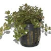 Tropica PCS Pot Rotala rotundifolia x 3