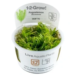 Tropica Pogostemon deccanensis 1-2-GROW x 3