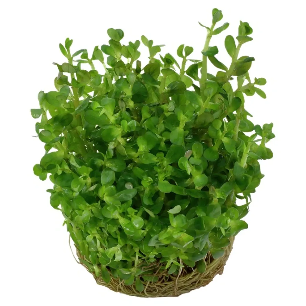 Tropica Rotala sp. bonsai 1-2-GROW x 3
