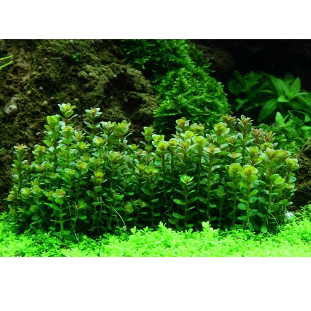 Tropica Rotala sp. bonsai 1-2-GROW x 3