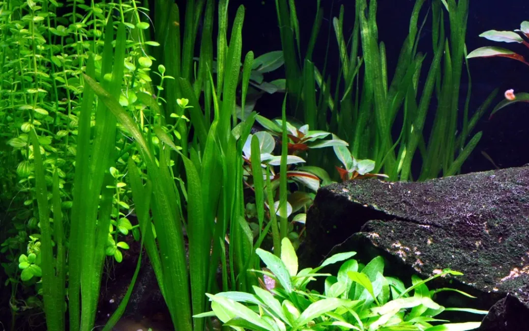 Tropica Vallisneria americana Natans bundt plantestængler