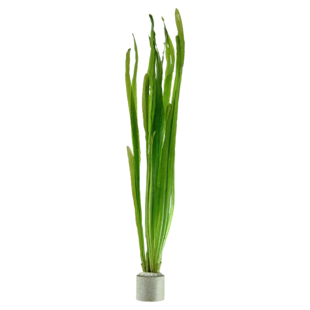 Tropica Vallisneria americana Natans bundt plantestængler