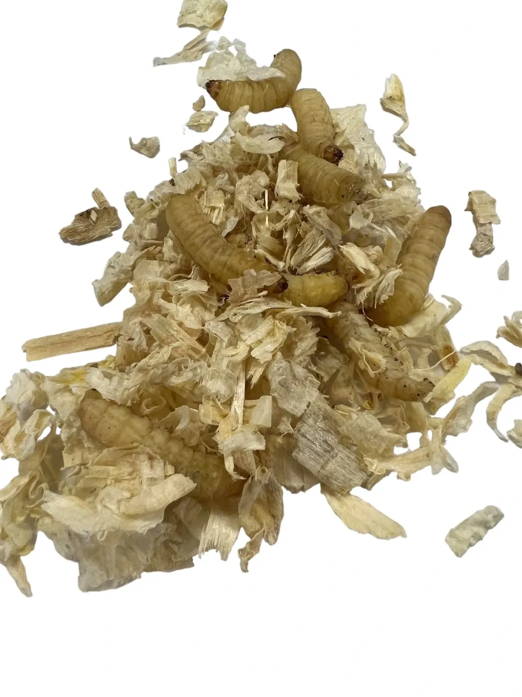 Voksmøl larver (Galleria mellonella) 30 stk